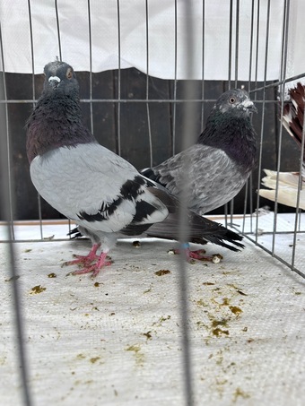 Pigeons bazaar marked