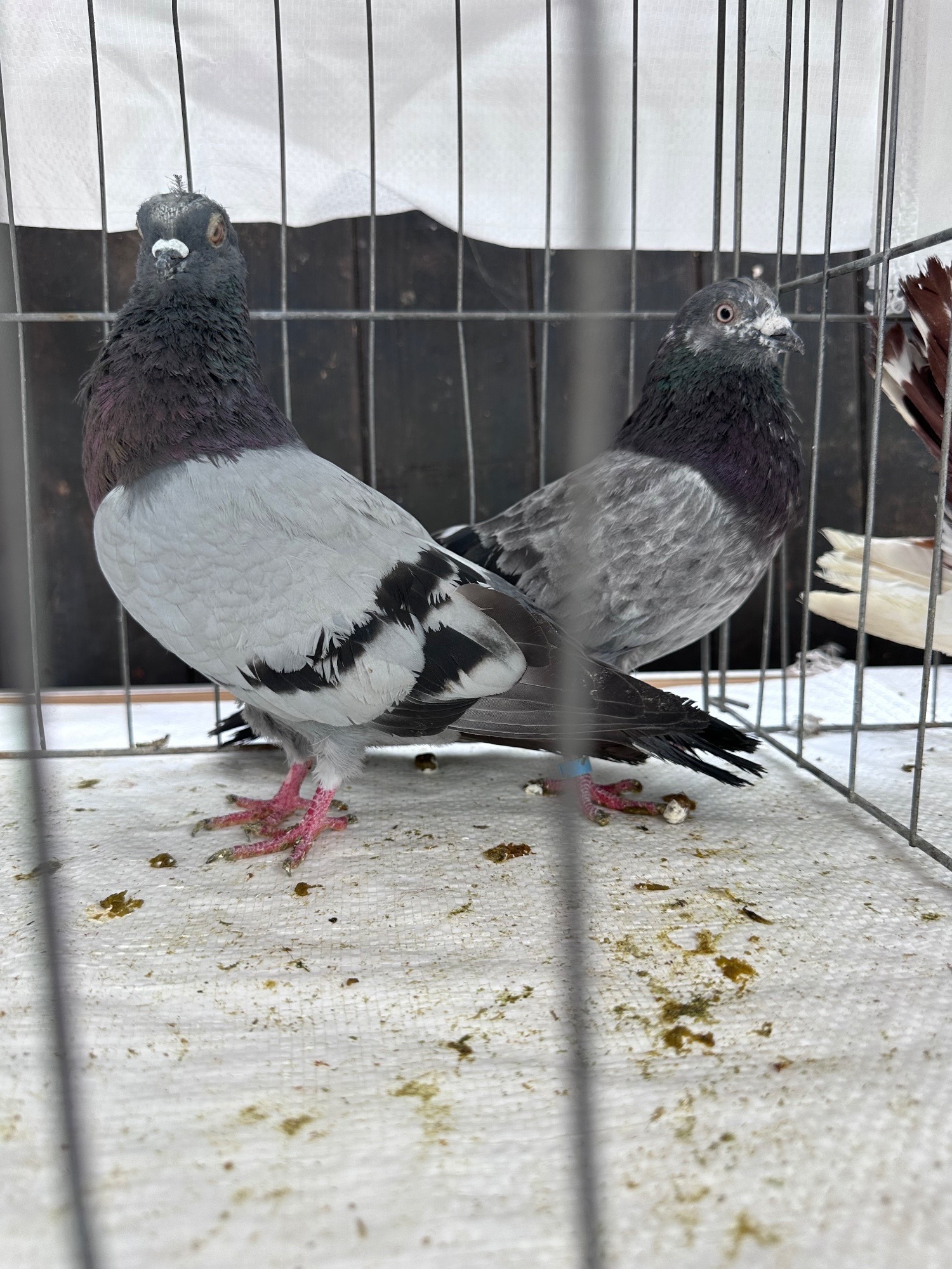 Pigeons bazaar marked in {LOCATION}