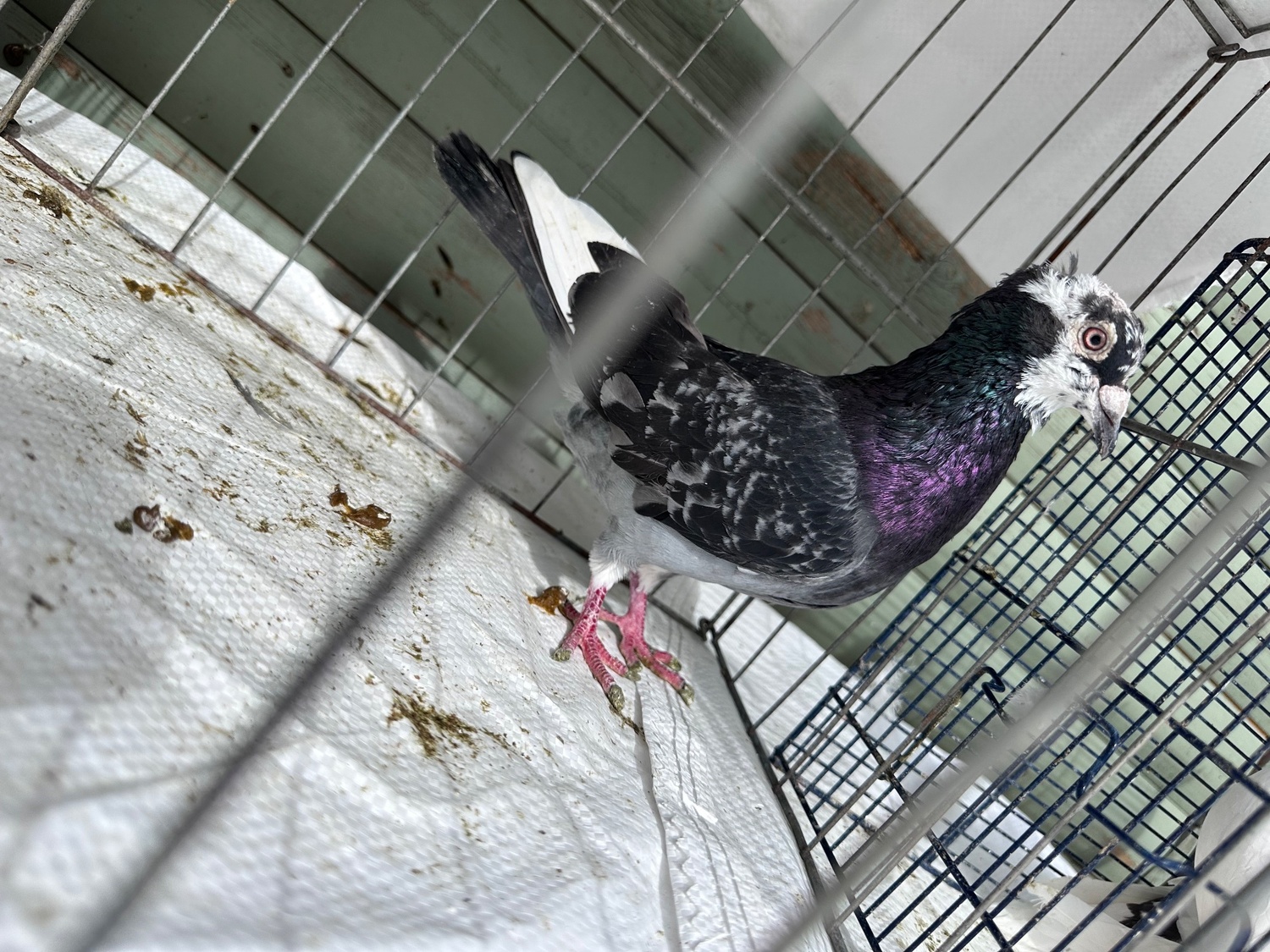 Pigeons