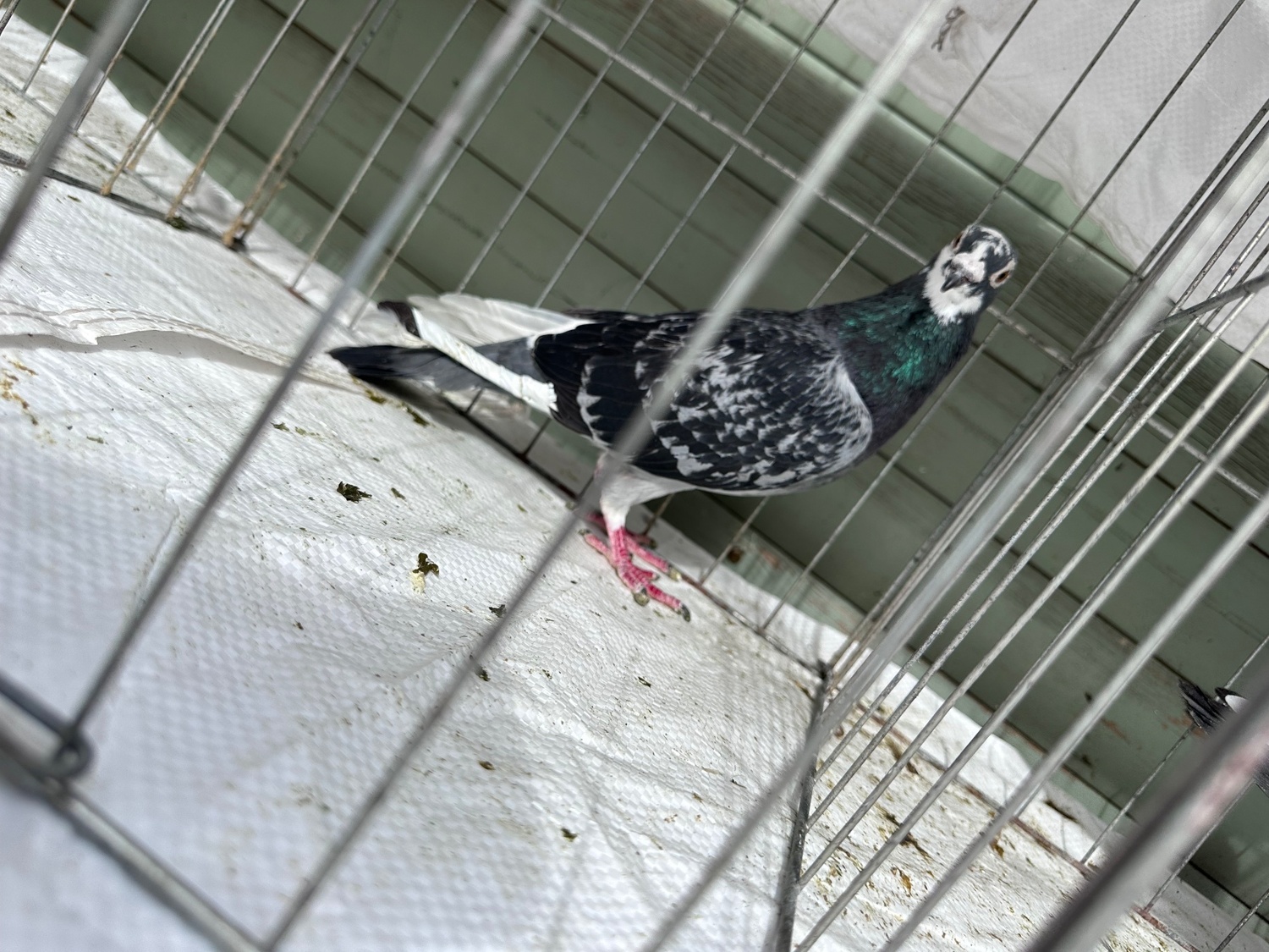 Pigeons - {TYPE}