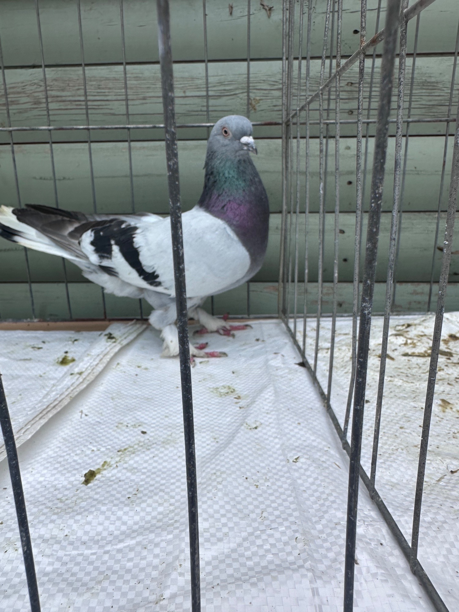 Pigeons - Pigeons bazaar marked