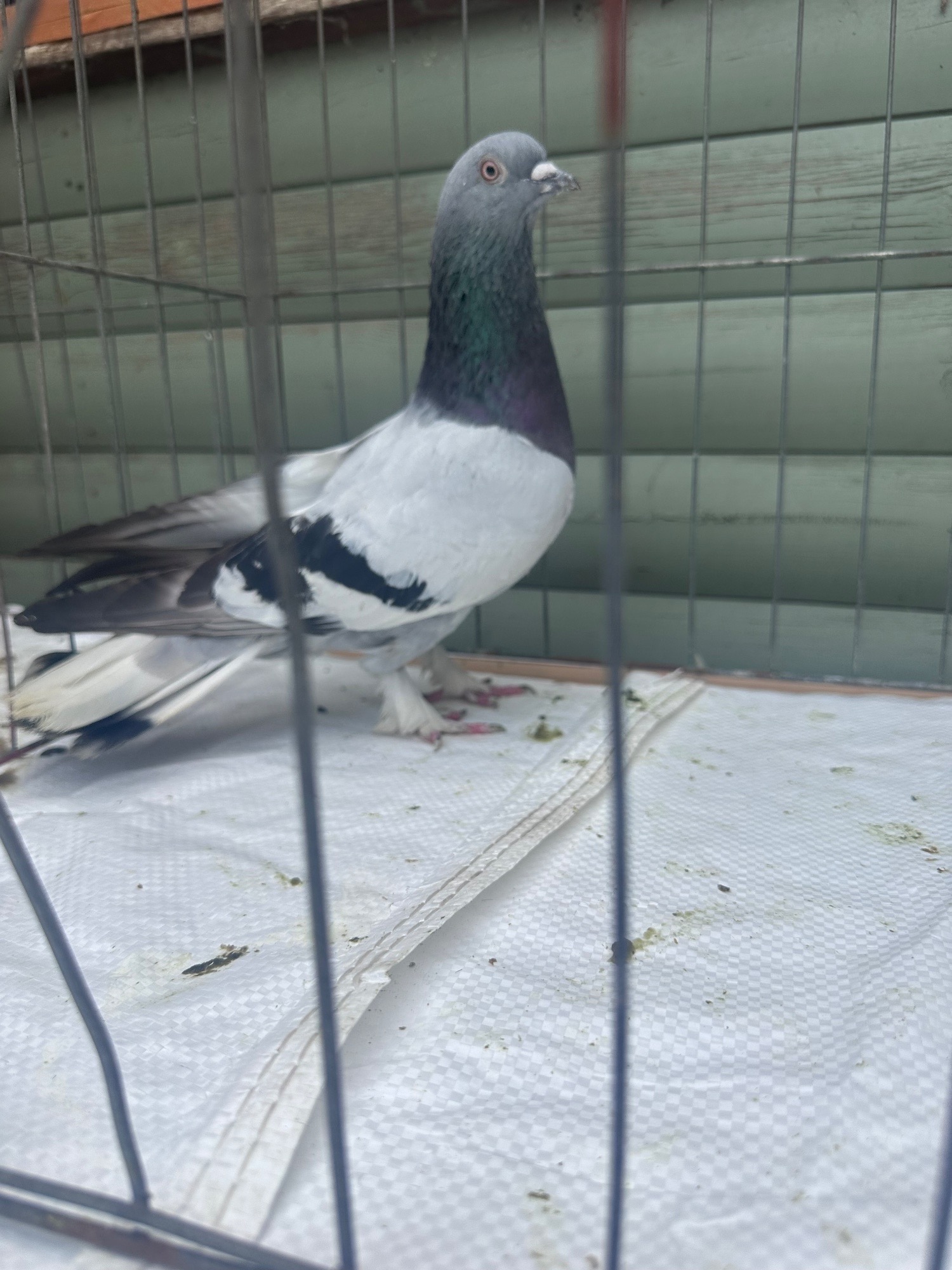 Pigeons bazaar marked - Pigeons