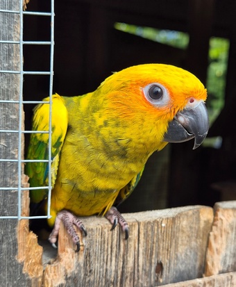 Sun Conure Babies • Hand-Tame • DNA Tested • Gorgeous • Ready Mid-Oct