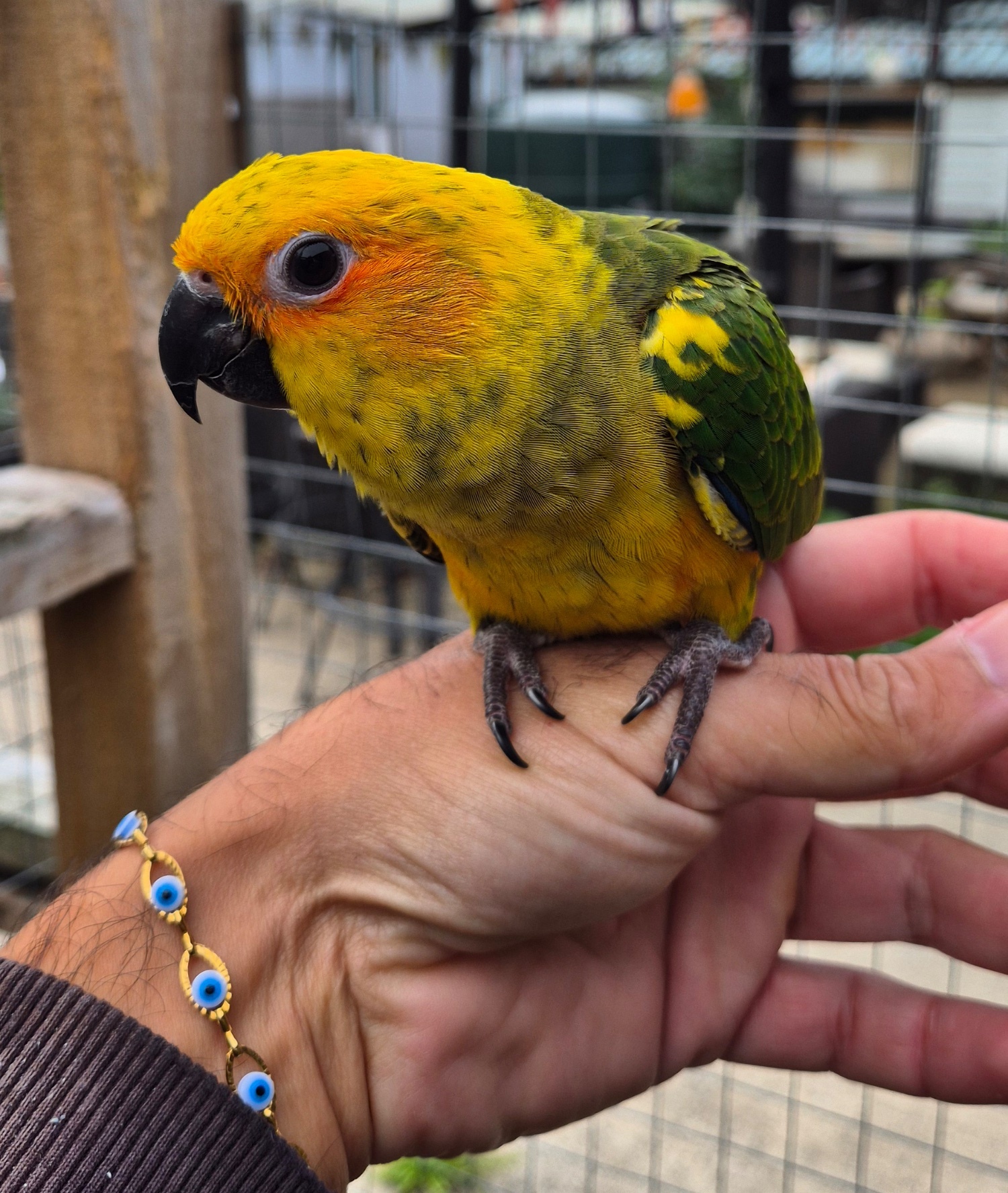 Conures