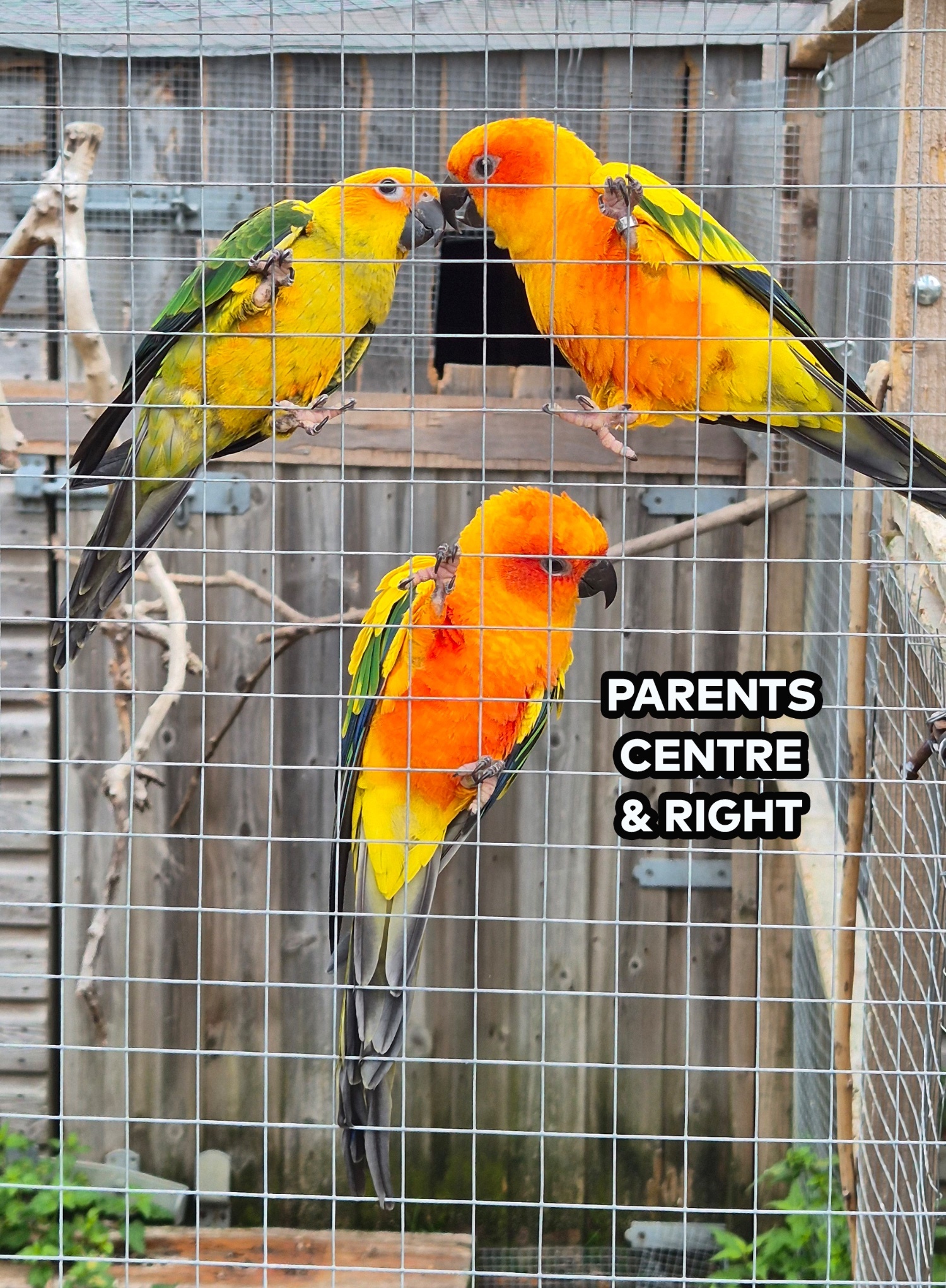 Conures - {TYPE}