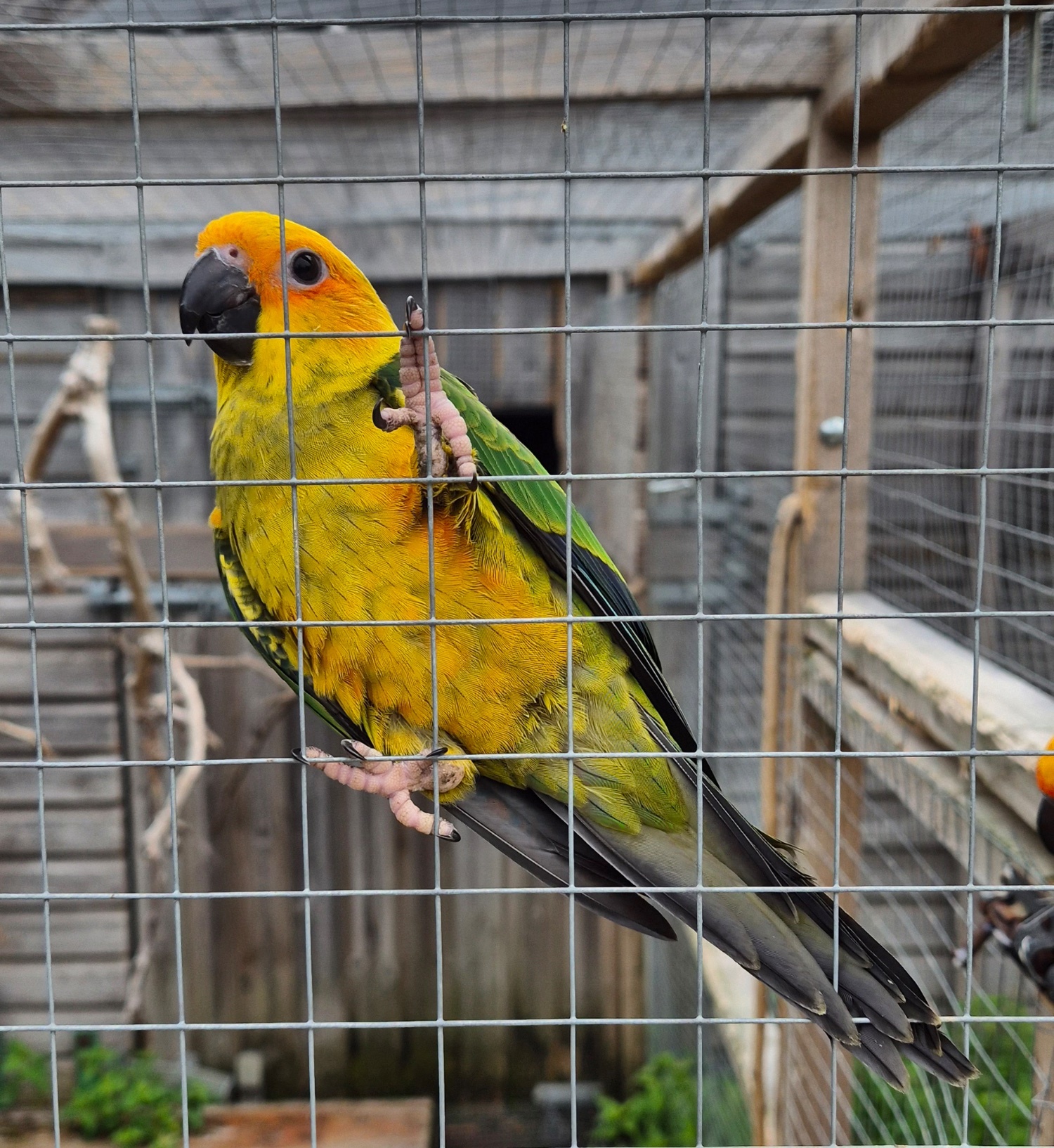 Conures - Sun Conure Babies • Hand-Tame • DNA Tested • Gorgeous • Ready Mid-Oct