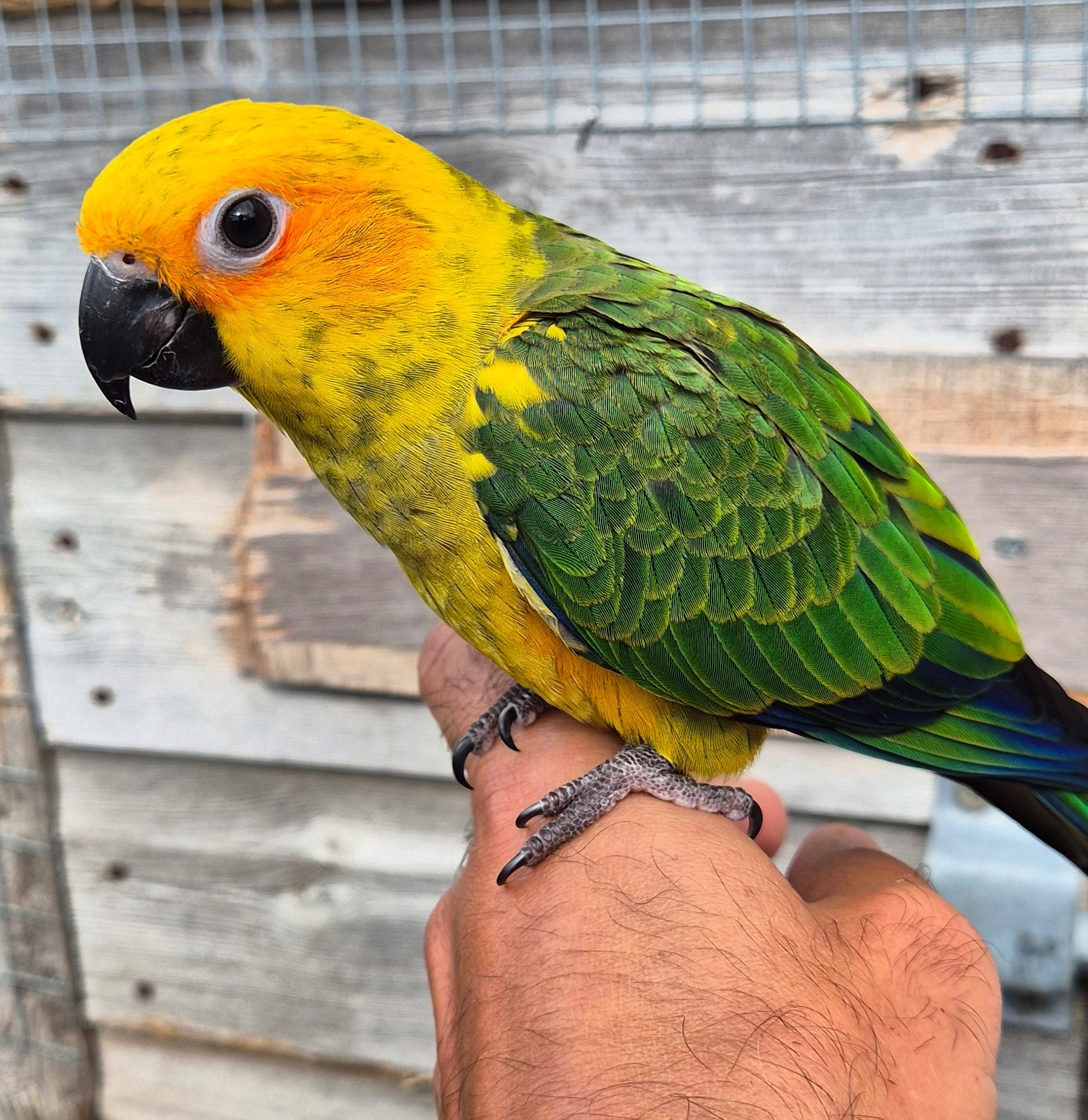 Sun Conure Babies • Hand-Tame • DNA Tested • Gorgeous • Ready Mid-Oct - Conures