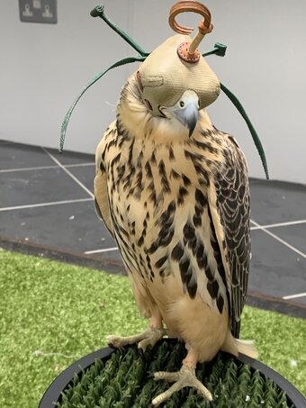 P/R Gyr x Aplomado Falcon