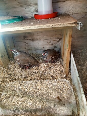 Chakur teeter Partridges 2 male chakur partridges for sale