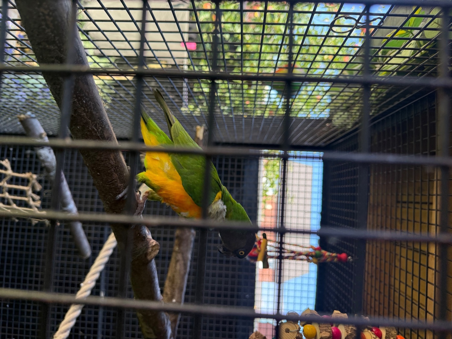 Pair of Senegal Parrots  in {LOCATION}