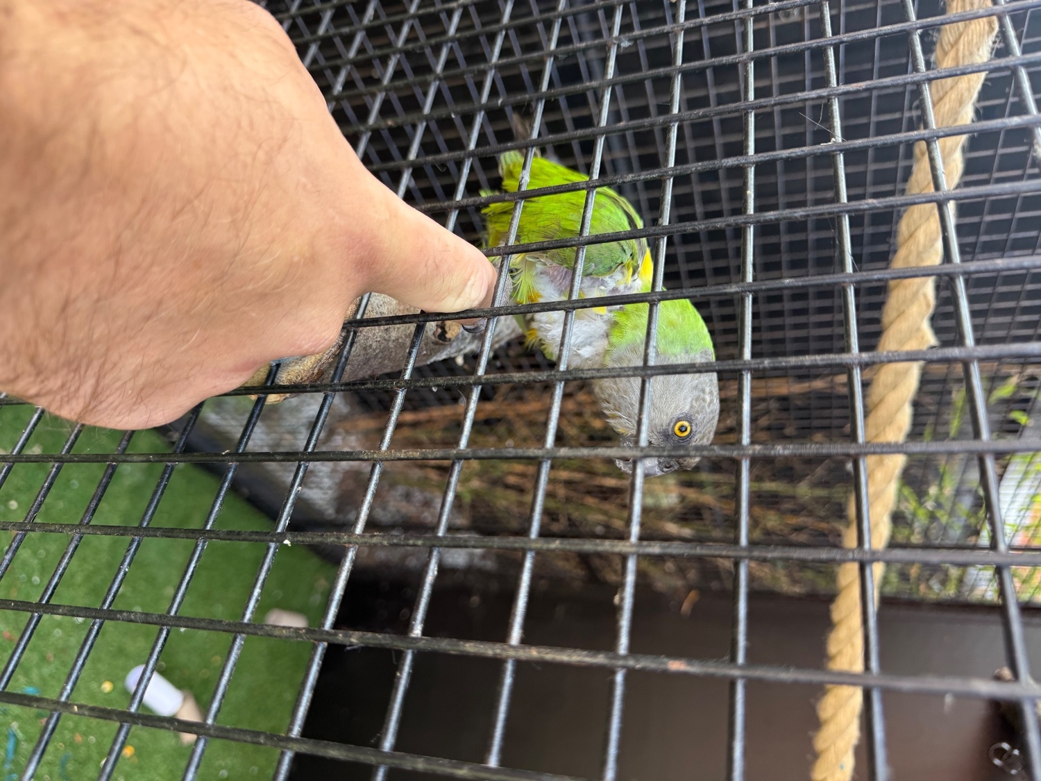 Other Parrots