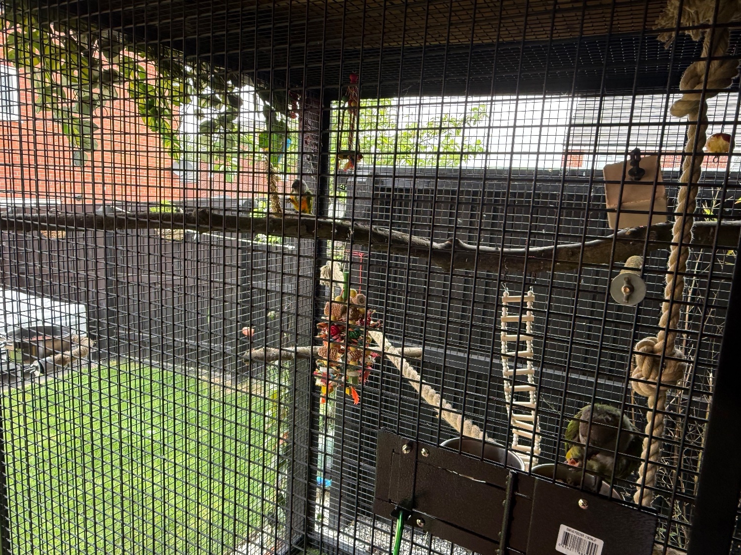Other Parrots - {TYPE}