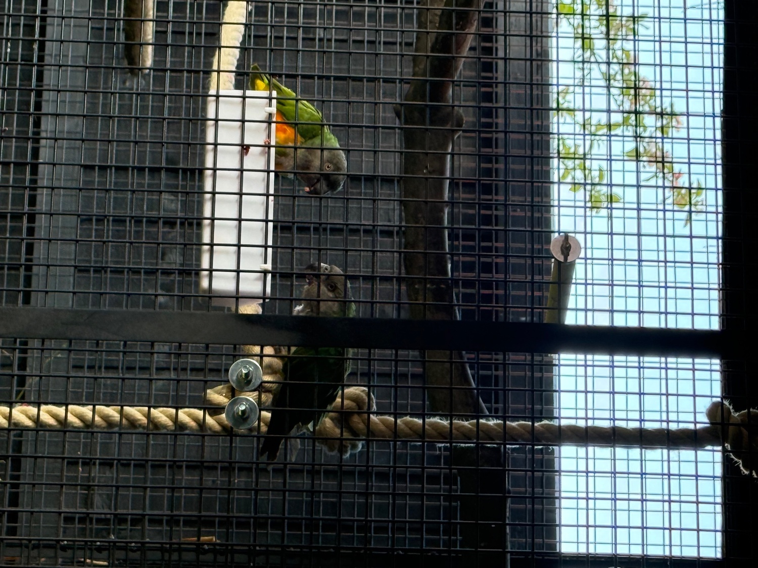 Other Parrots - Pair of Senegal Parrots 