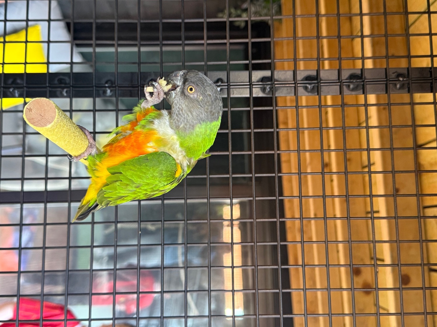 Pair of Senegal Parrots  - Other Parrots