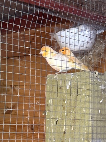 Canaries for sale 