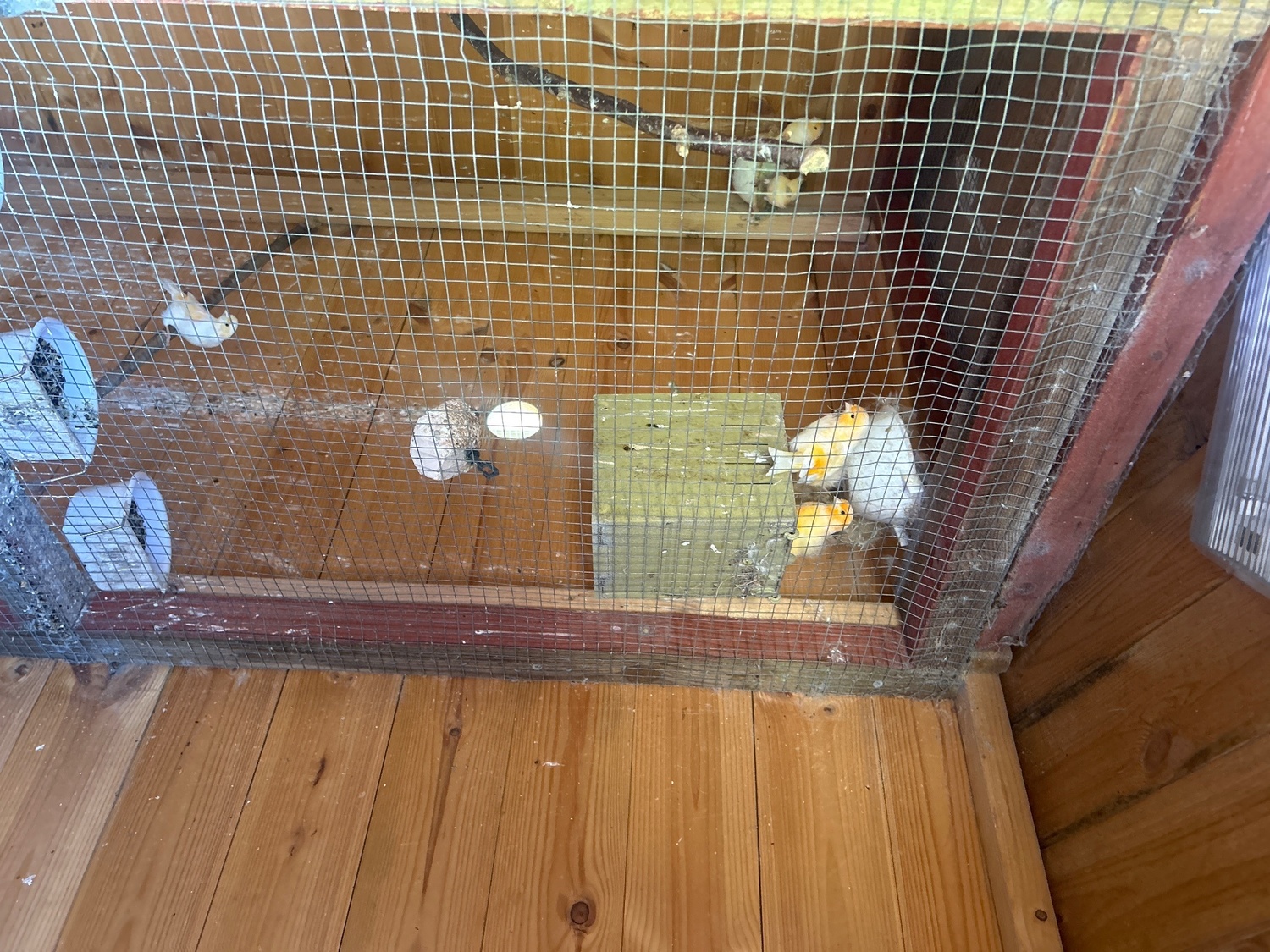 Canaries