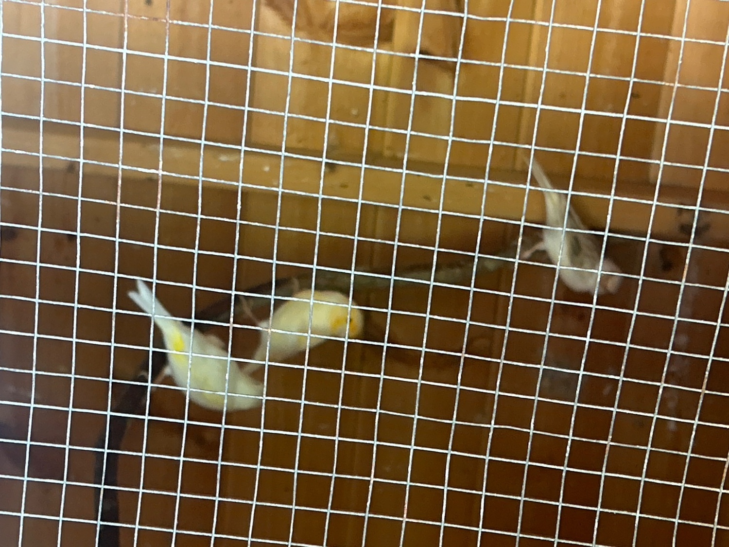 Canaries - Canaries for sale 