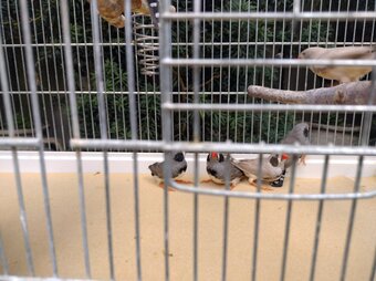 Cock and hen Zebra finches