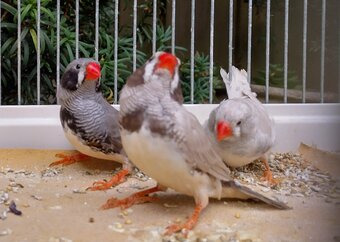 Cock and hen Zebra finches