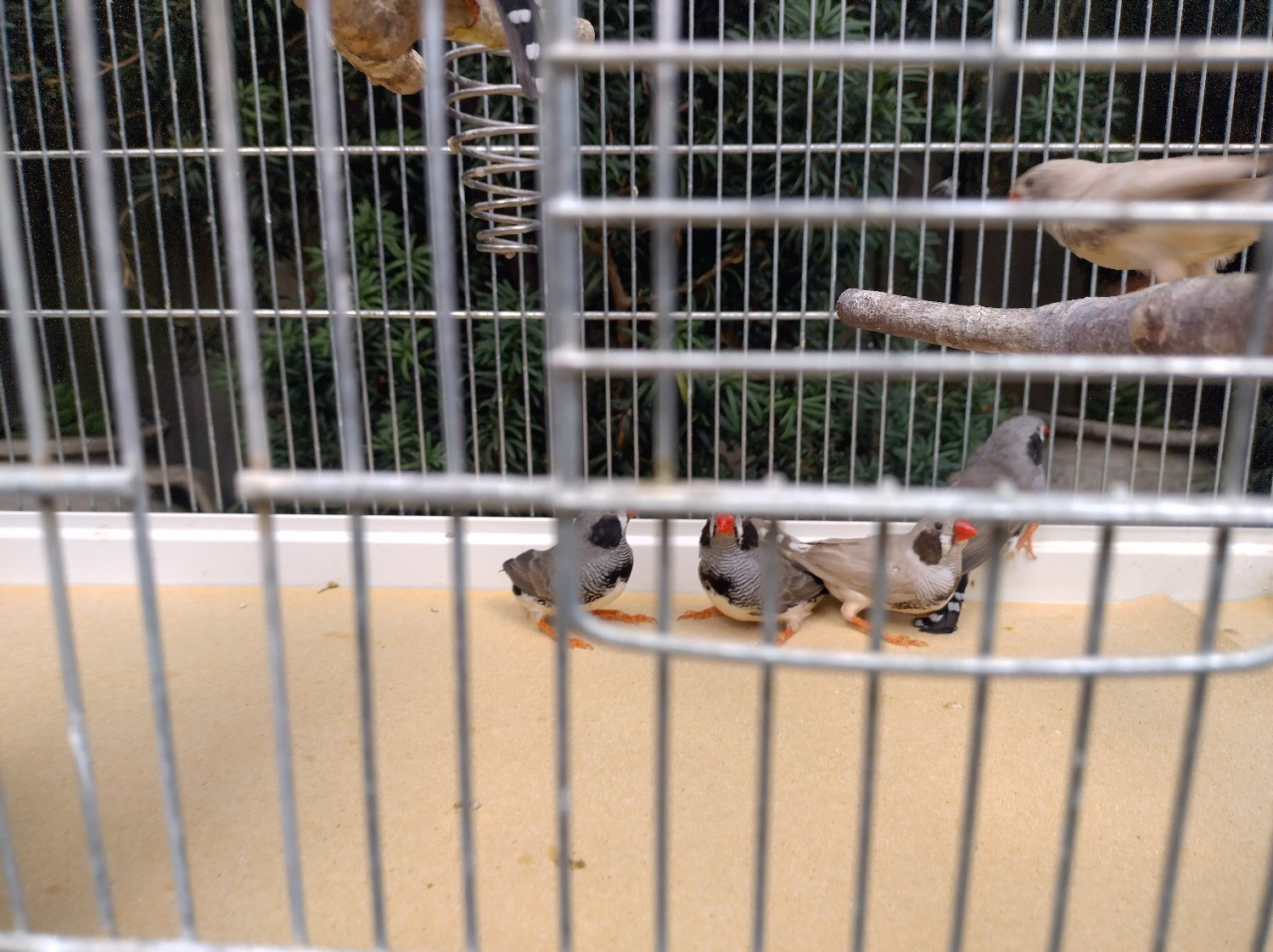 Cock and hen Zebra finches in {LOCATION}