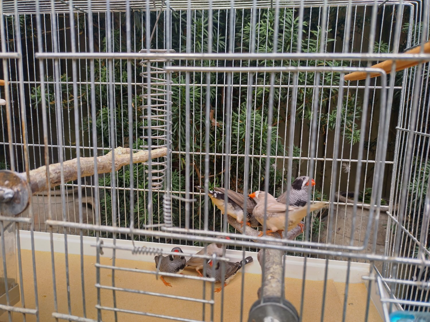 Finches