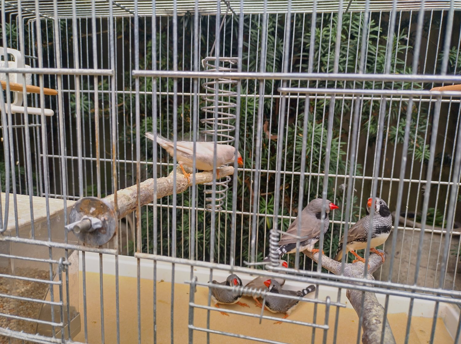 Finches - {TYPE}