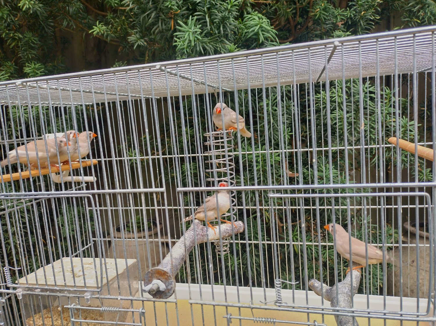 Finches - Cock and hen Zebra finches