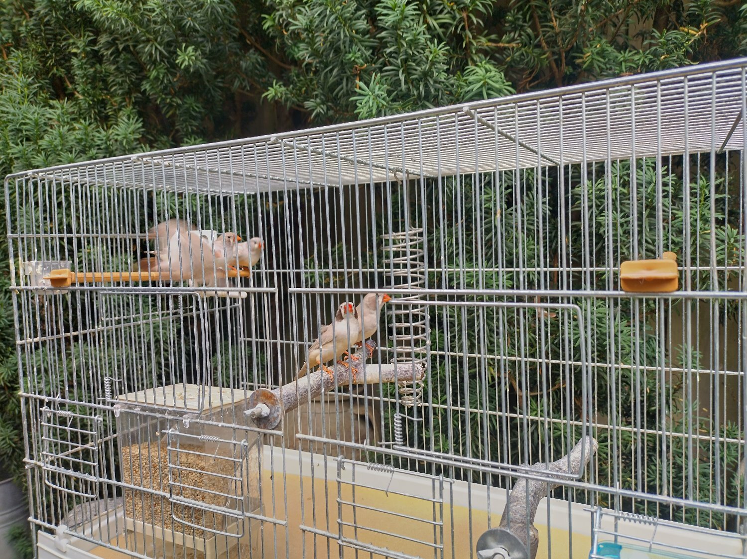Cock and hen Zebra finches - Finches