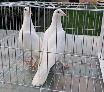 White and other colors Racing baby Pigeons with 2026 rings