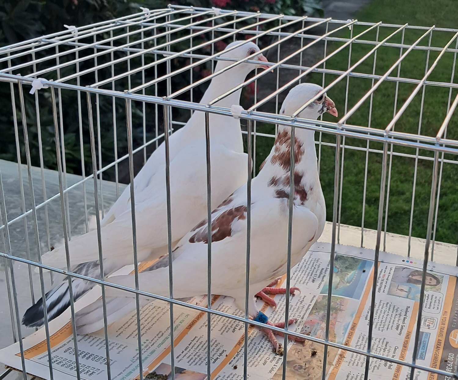 Pigeons
