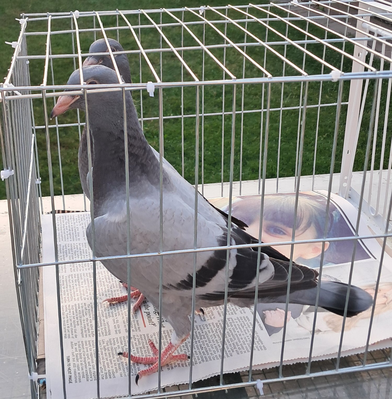 Pigeons - {TYPE}