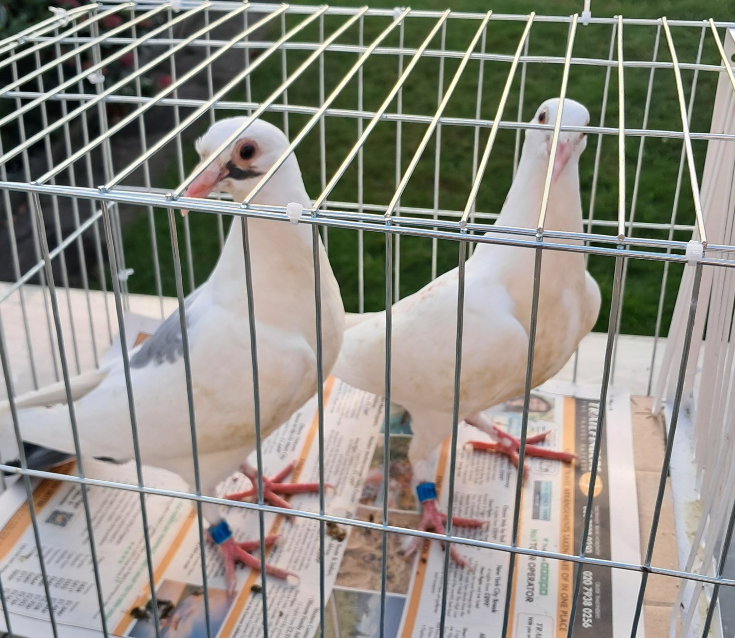 Pigeons - White and other colors Racing baby Pigeons with 2026 rings