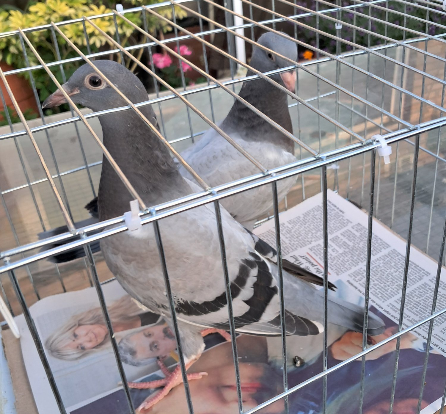 White and other colors Racing baby Pigeons with 2026 rings - Pigeons