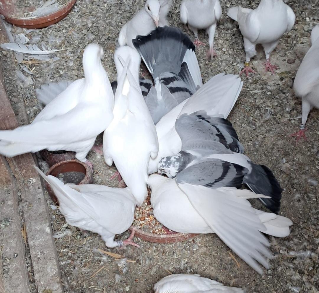 Pigeons - Qulity Racing baby Pigeons with 2026 rings
