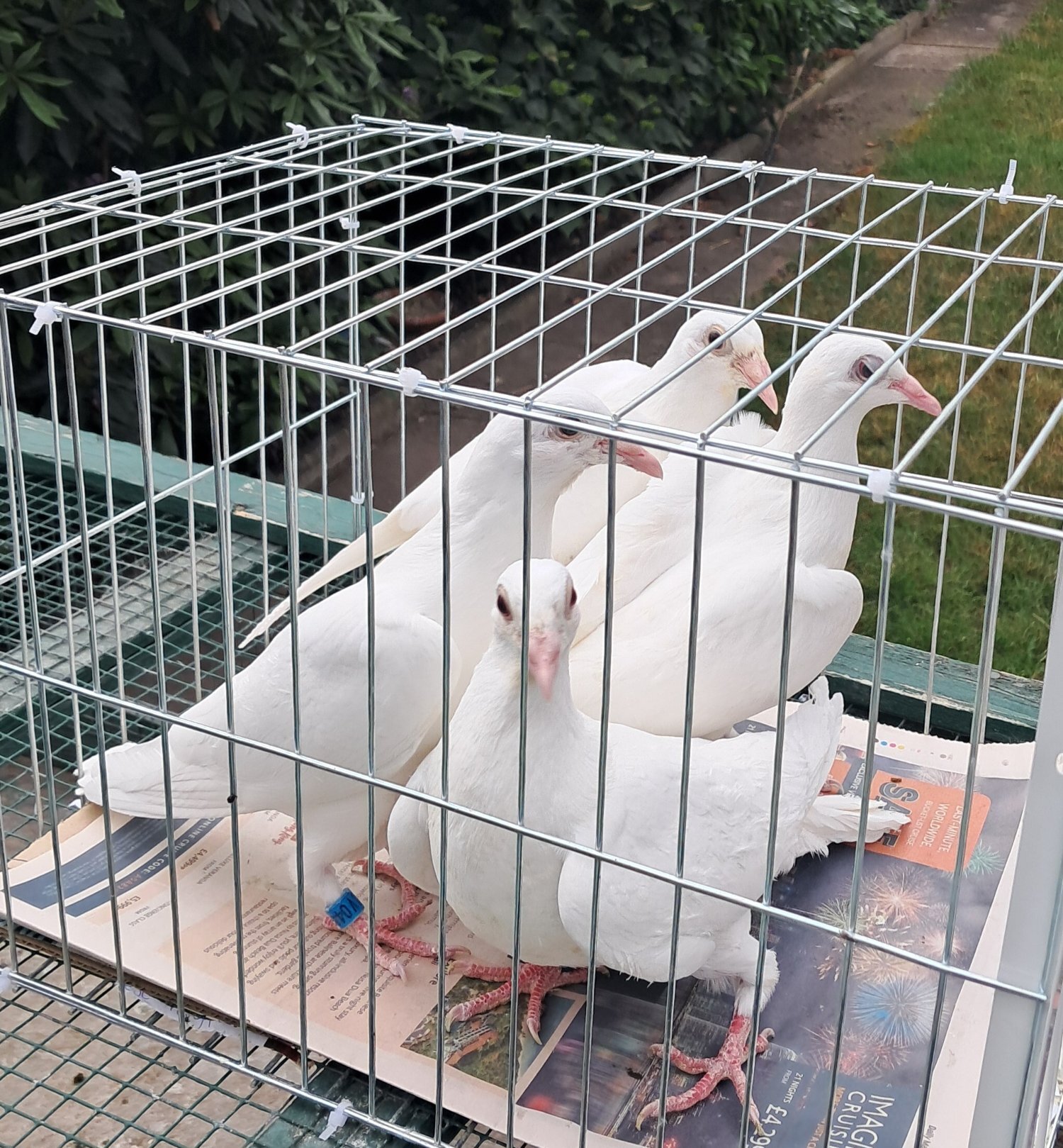 White Racing baby Pigeons with 2026 rings in {LOCATION}