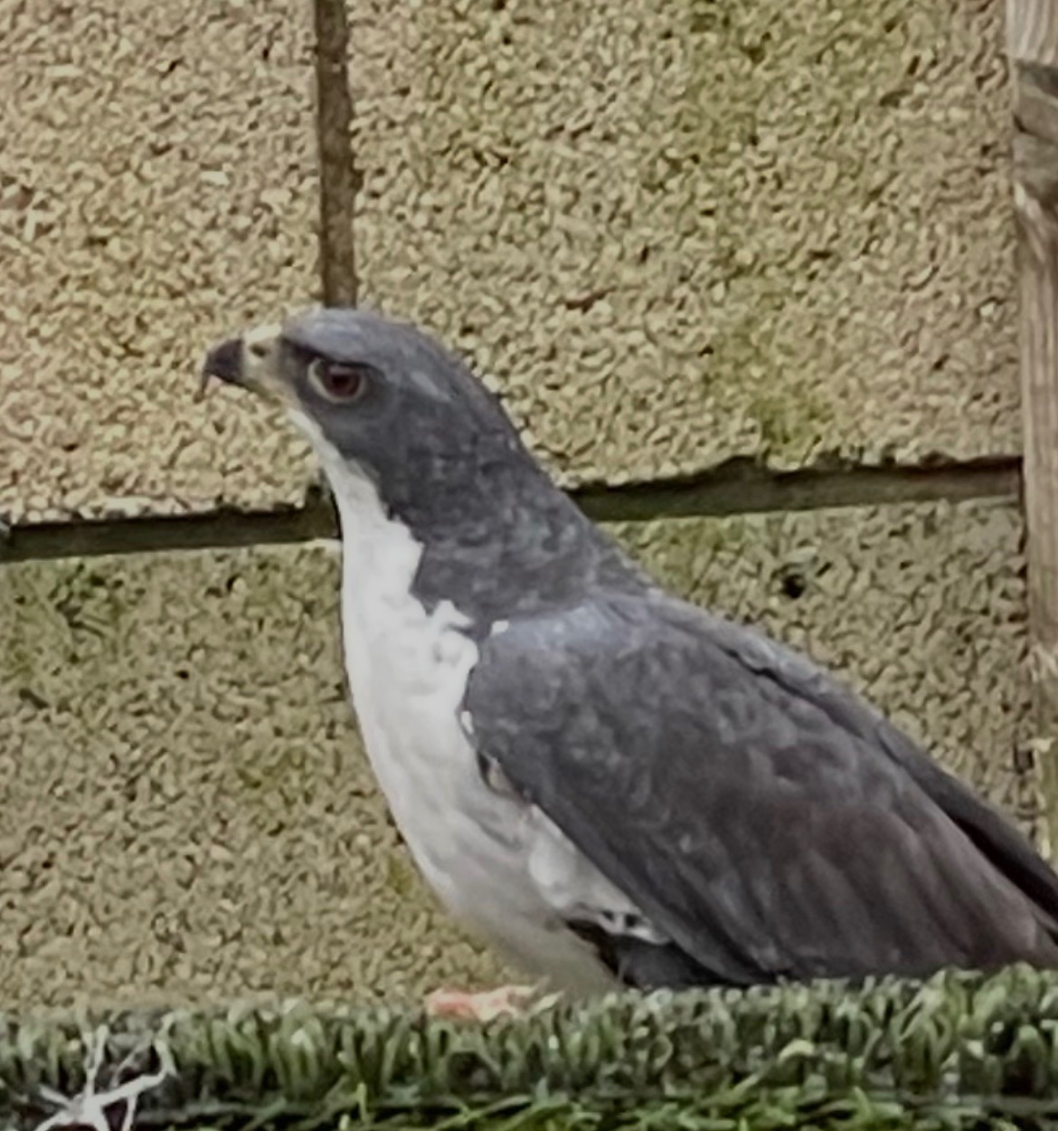Female Black Sparrowhawk  in {LOCATION}