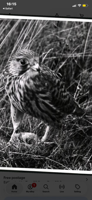 Merlin male/female falcon