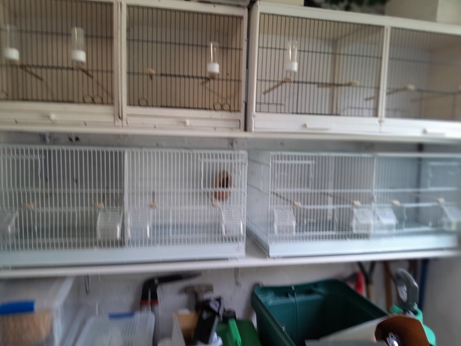 4 double breeding cages in {LOCATION}