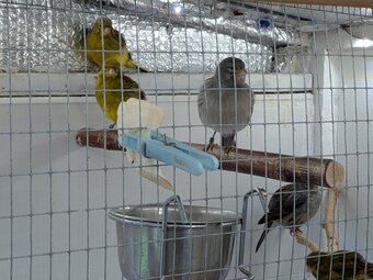 Selection of 2026 Fife Canaries £20 each
