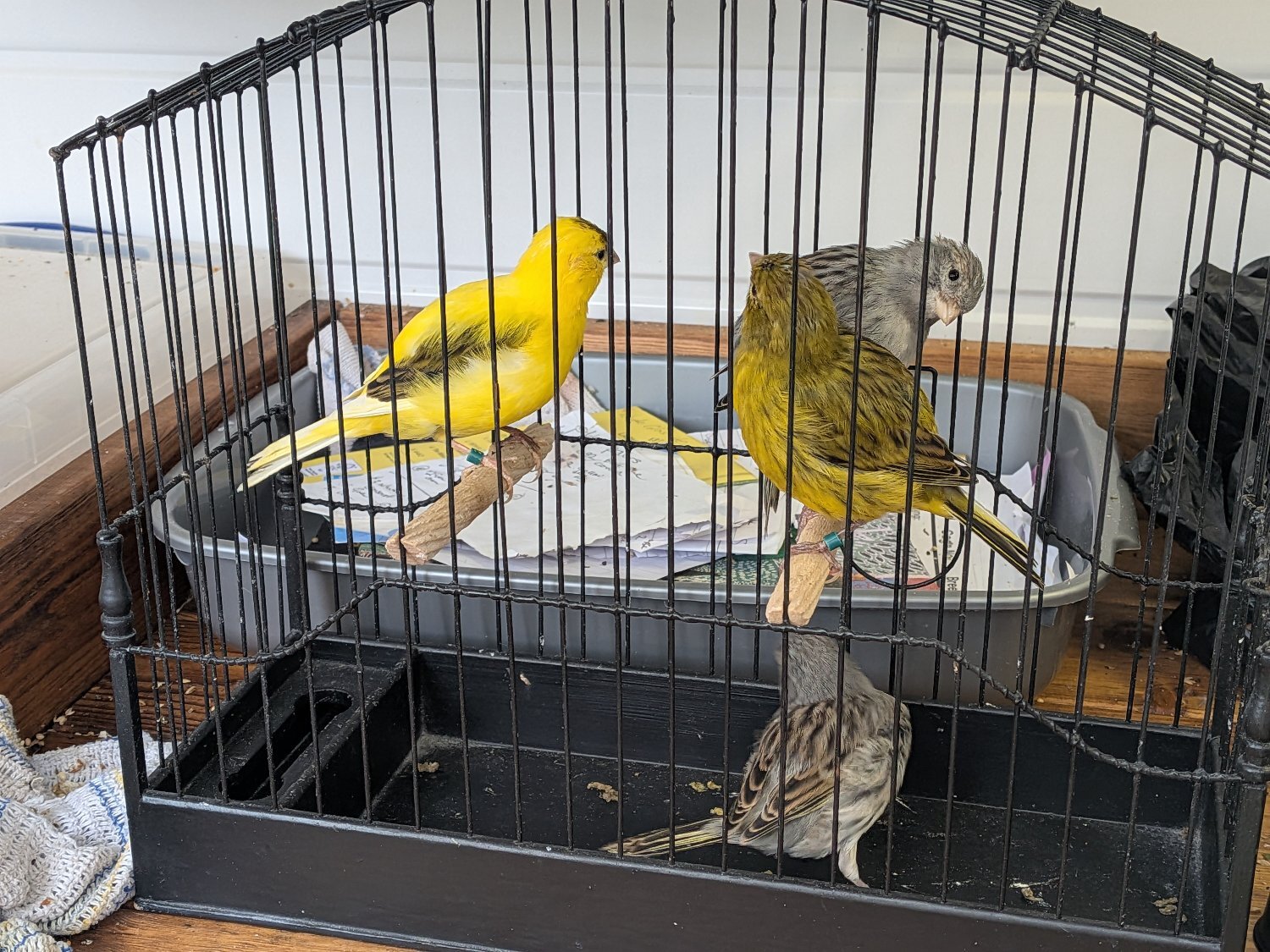 Canaries