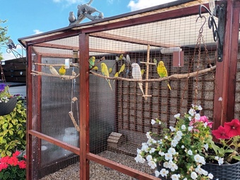 Pairs of coloured budgies for sale.Genuine pairs.