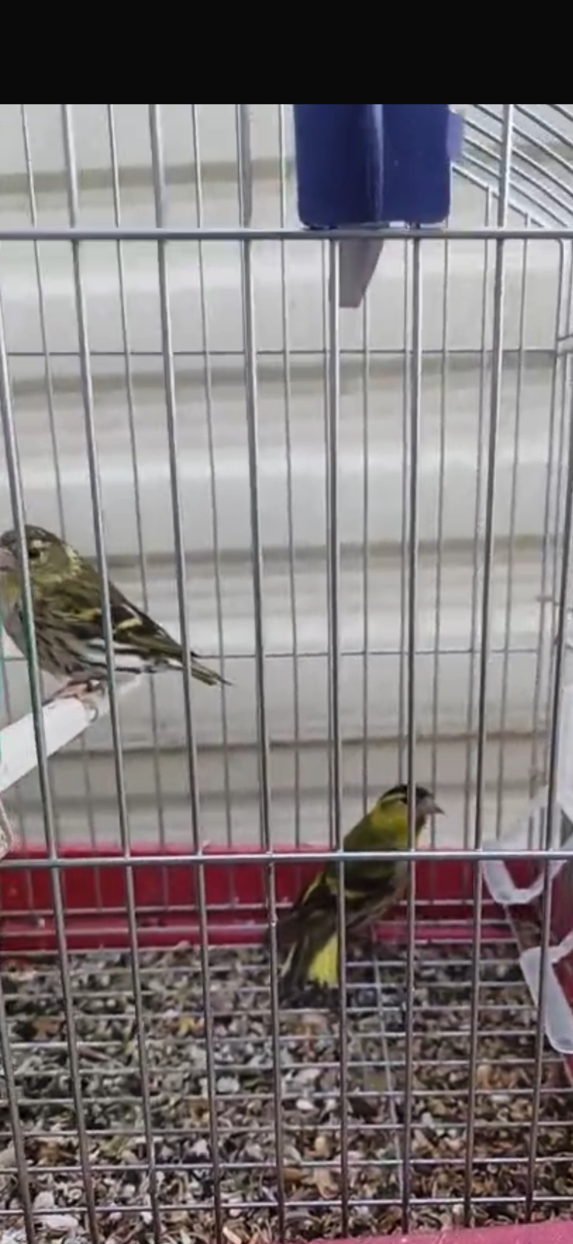 Finches