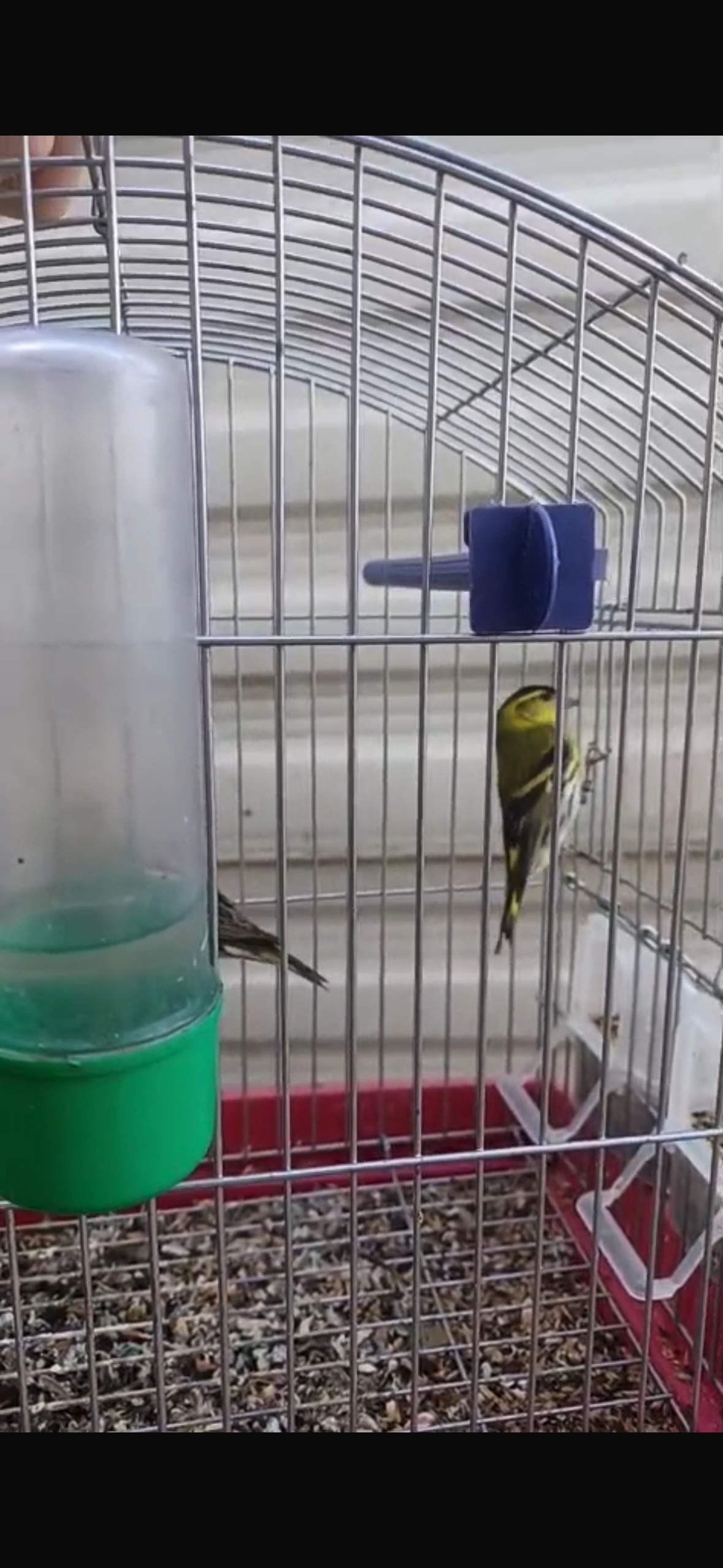 Finches - {TYPE}