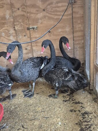 2 Pairs Of Black Swans 