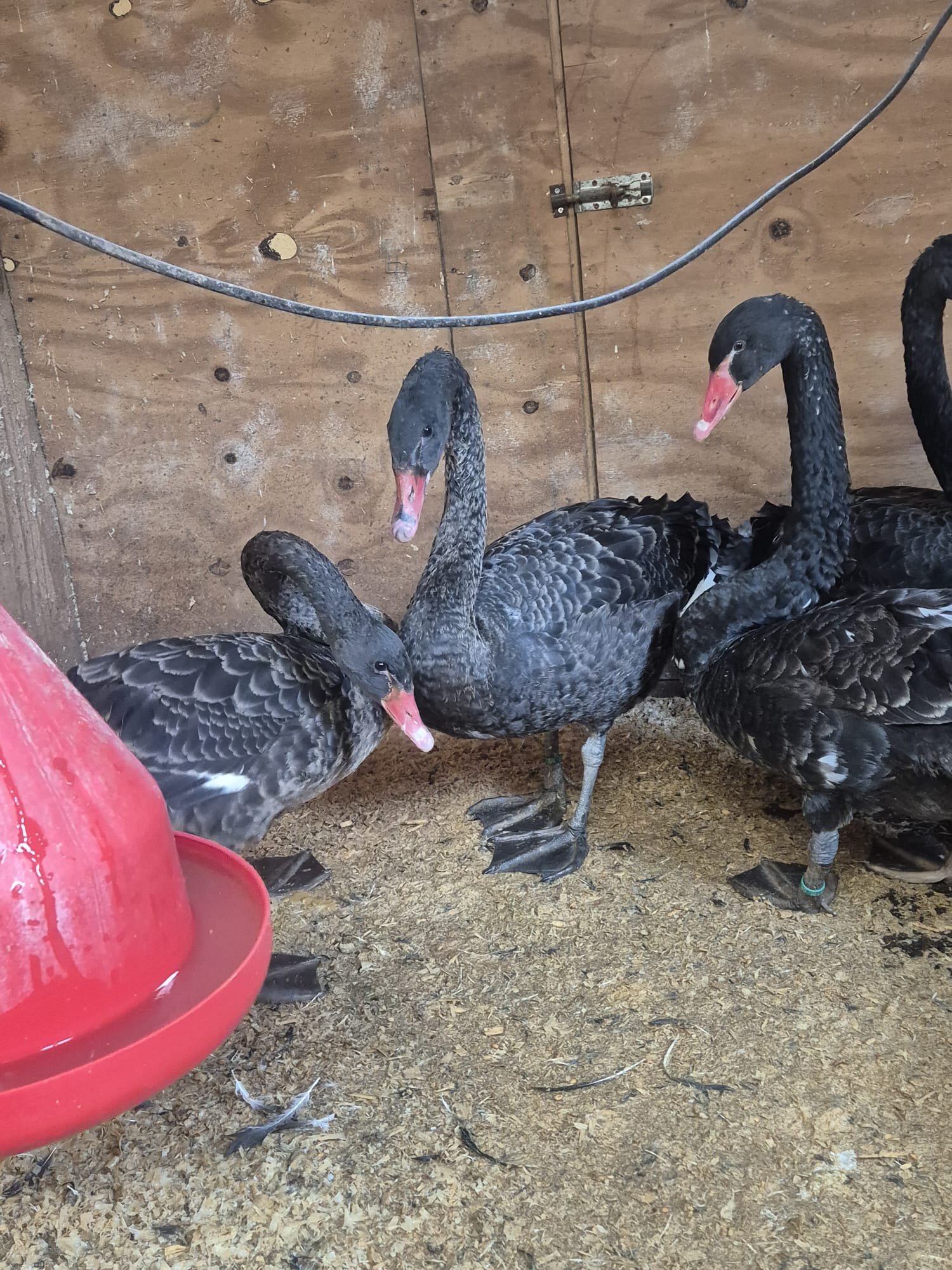 Other Poultry