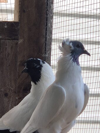 Fancy Pigeons Various Breeds Available