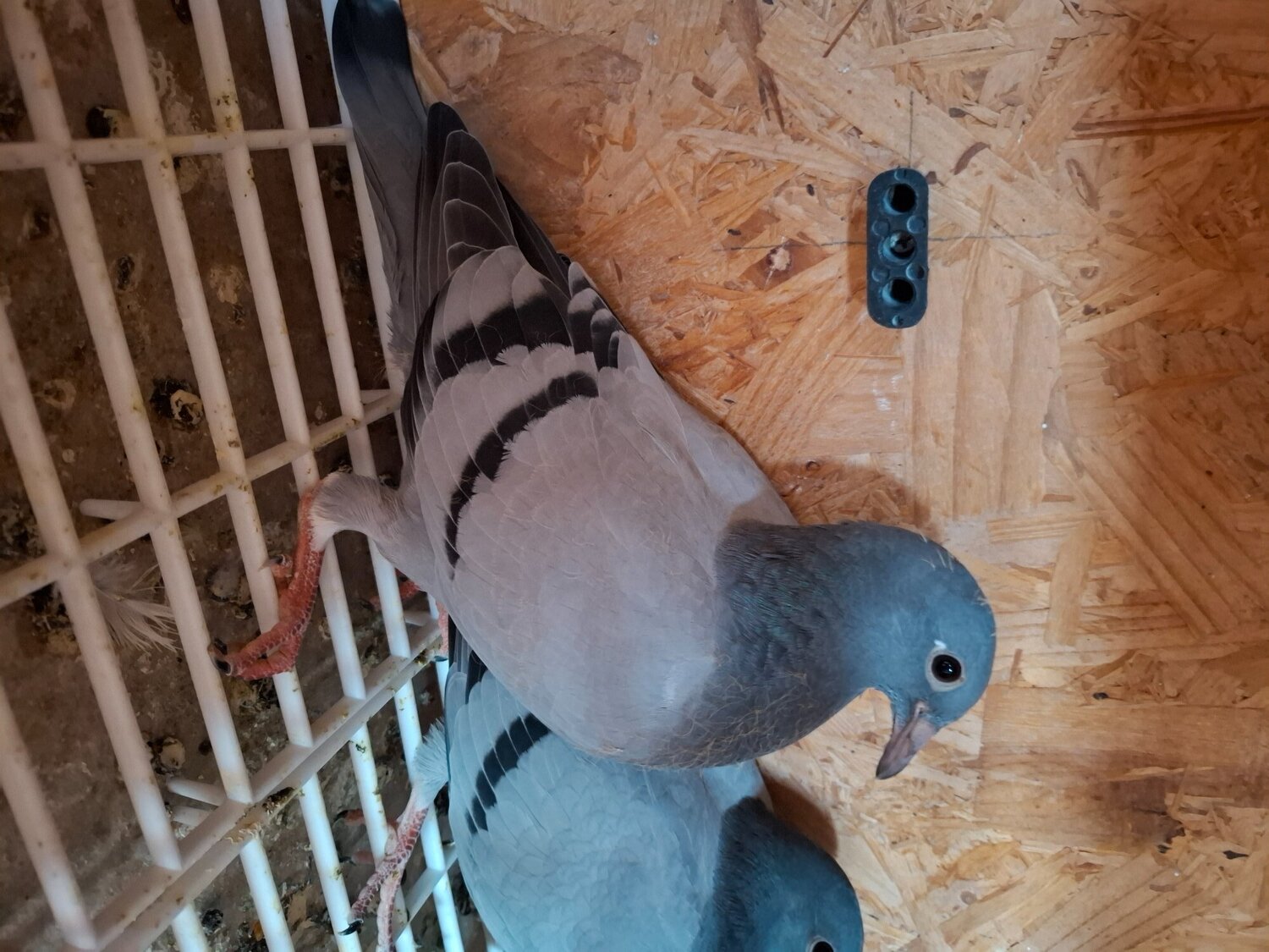 Pigeons