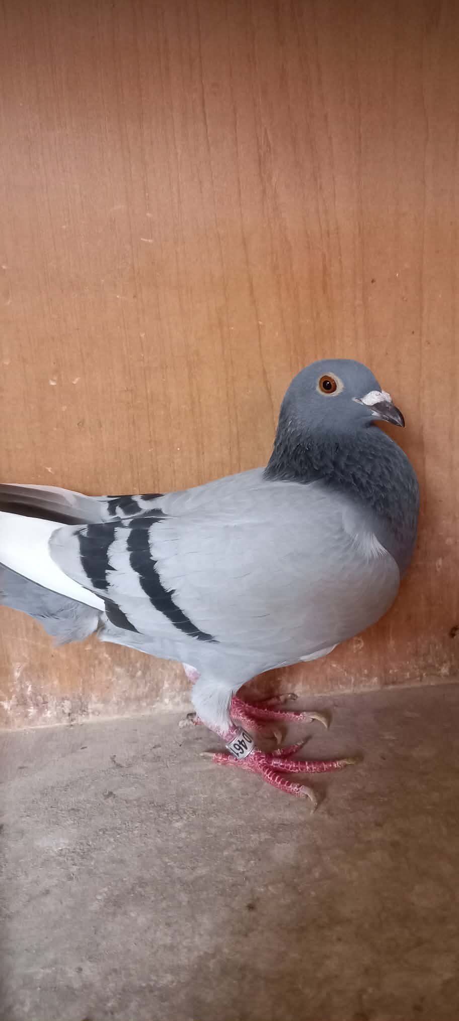 Pigeons - {TYPE}