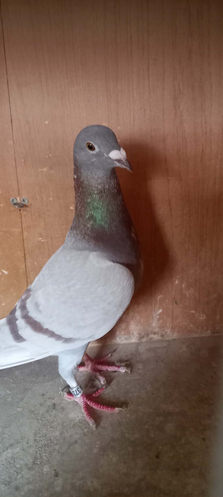 Pigeons - Fancy Pigeons Various Breeds Available