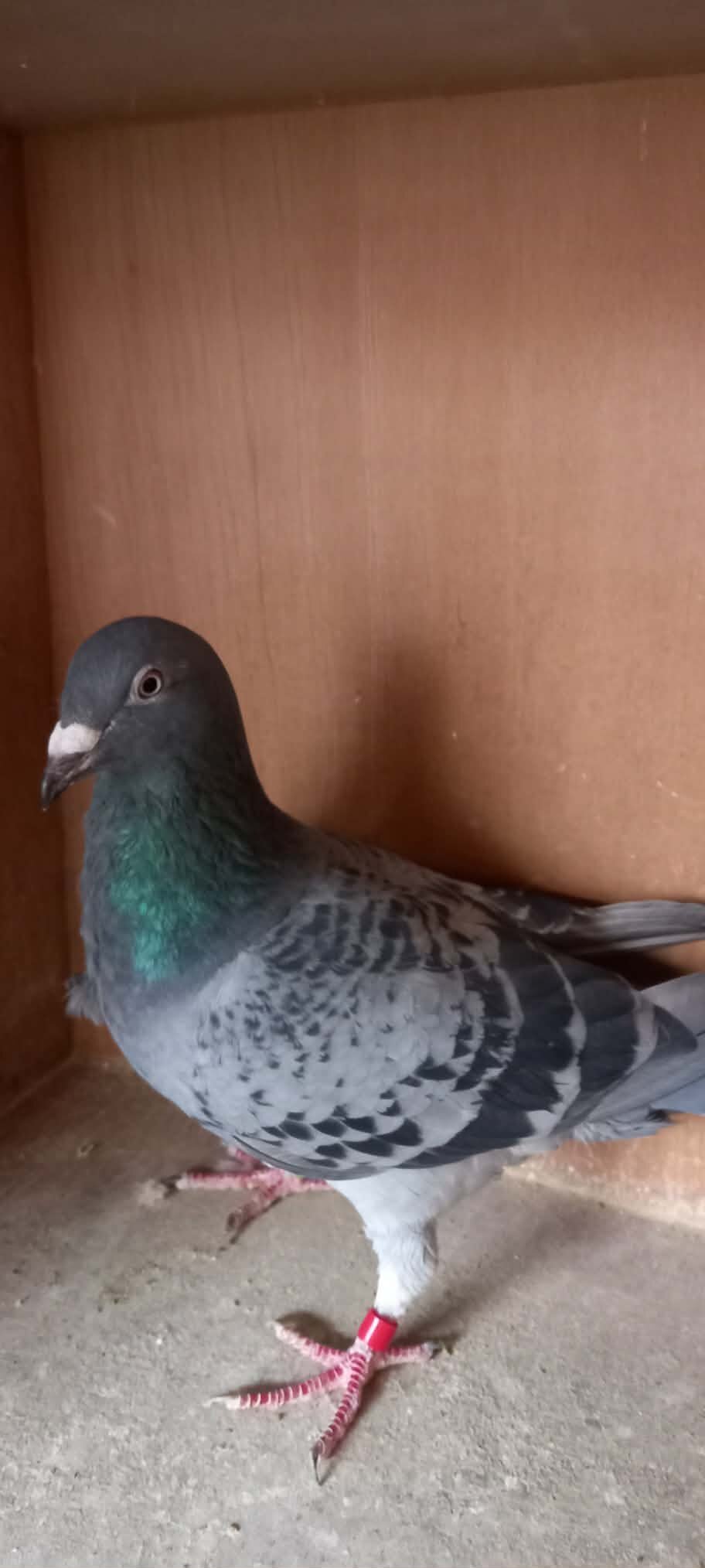 Fancy Pigeons Various Breeds Available - Pigeons
